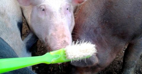 brosse a dent soie de porc (Medium)